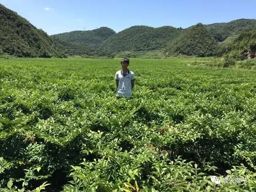 �Nֲħ��ԓʩʲô�ʣ����g��ι�����