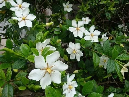 Φ�ӻ����_����ɶԭ��ԓ��η��Σ�