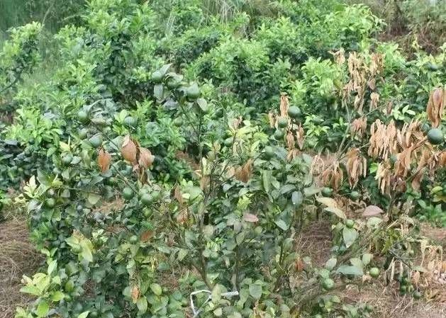 ���ٷʺ��İY������Щ���l��ԭ����ʲô��