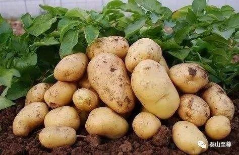 �Nֲ������Ҫע��ʲô����ԓ��ôʩ�ʣ�