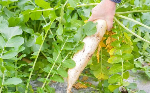 �ְ��ֽ���N���}�������|���։ѡ��ڸд���