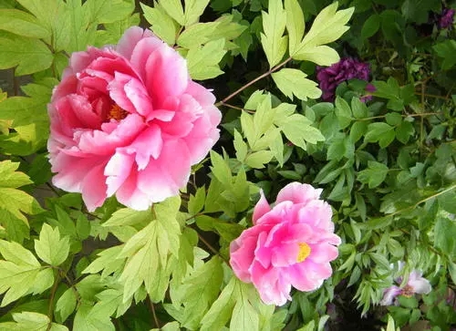 ĵ����ηNֲ��Ҫע����Щ������