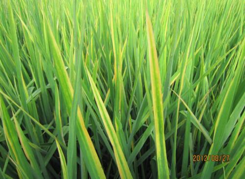 ˮ��ȱ�\��ԓ��η��Σ���Ҫע��ʲô��