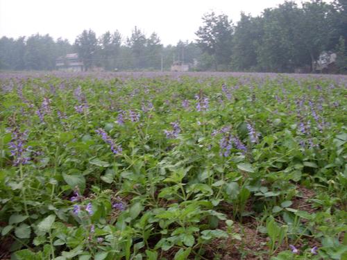 �����÷Nô���Nֲ������ԓʩʲô�ʣ�