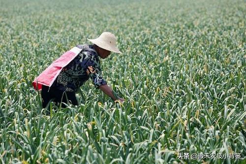 ������Ҫʲô�ӵķNֲ�l�������ʩ�ʣ�