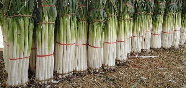 ���[ԓ��ηNֲ�����[������߮a����