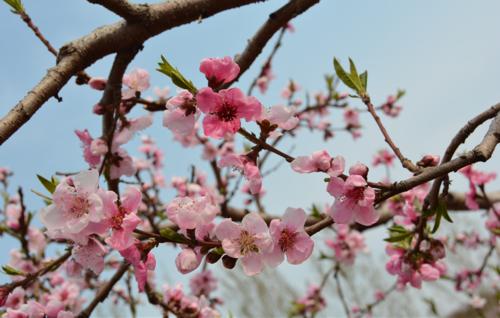 ����������������軨������������䴺������Ҫ�c��