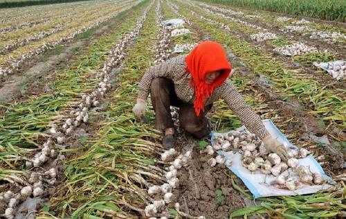 ������Ҫʲô�ӵķNֲ�l�������ʩ�ʣ�