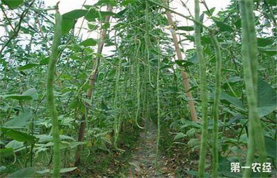 ¶�ض�����ô�Nֲ��ԓע����Щ���}��