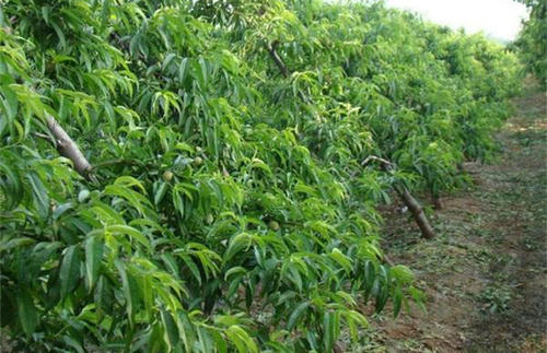 ����Nֲ��Ҫע����Щ��(w��n)�}��ԓ��ι�����