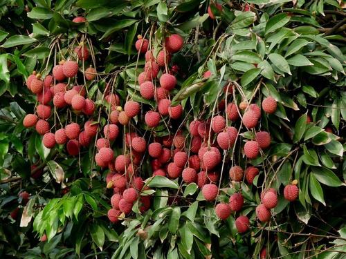 ��֦�N��ķ�ֳ��ʽ����Щ����θ�Ч��ֳ��