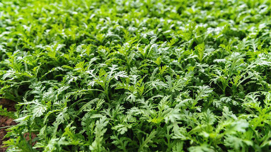 ���Ĳ�ʩʲô���ϱ��^������ԓ���ʩ����