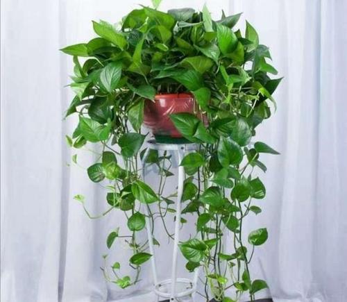 ���ԾG�}��ʲô���ϱ��^�ã���ˮ��ι�����