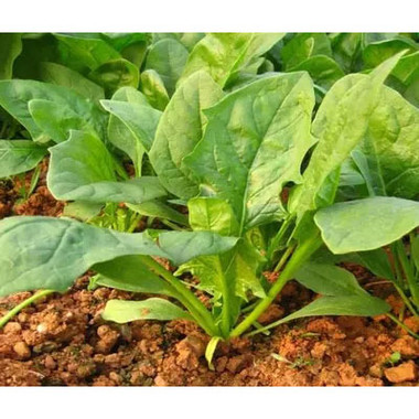 ������ô�Nֲ��ʲô�r�g�Nֲ�^����