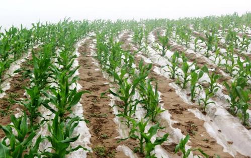 ��Ĥ���׶�ó��磿��ԓ������磿