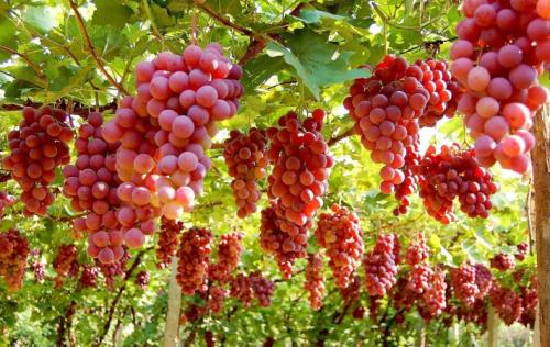 �Nֲ�t�ᑪԓ���ʩ�ʣ�ʲô�r�����У�