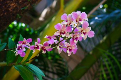 ʯ���m��(y��ng)ԓ��ηNֲ�����ʩ�ʣ�