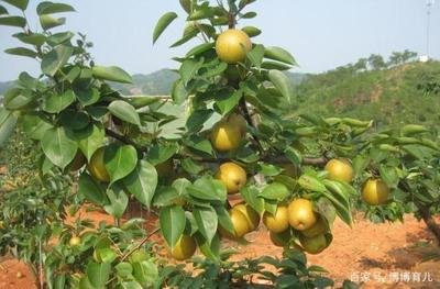 ���Nֲԓ���ӹ�������������������ʣ�