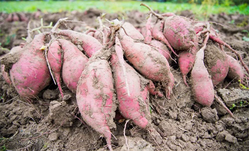 �t��ʩ�ʣ�4���`�^(q��)Ҫ���_�����ղ��Ópʧ��