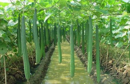 ¶��z��ԓ���ӷNֲ��¶��z��������ι�����