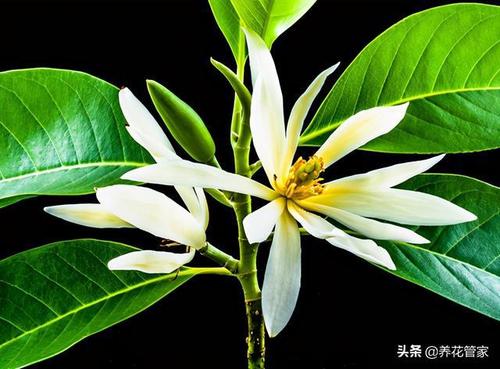 ���m����(y��ng)ԓʲô�r(sh��)�gʩ�ʣ����ʩ�ʣ�