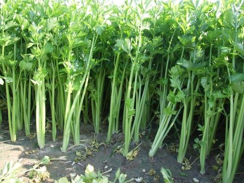 �ļ��۲�ԓ��ηNֲ����������۲ˮa(ch��n)����