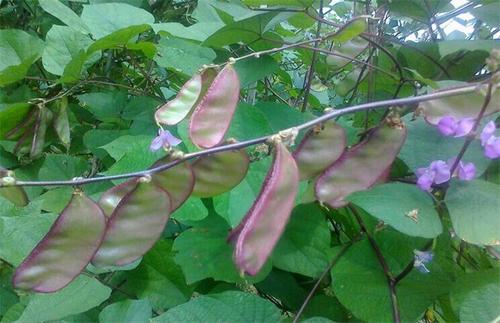 �ϱⶹ�Nֲ�ڑ�(y��ng)ԓ���ʩ�ʣ���Ҫע��ʲô��