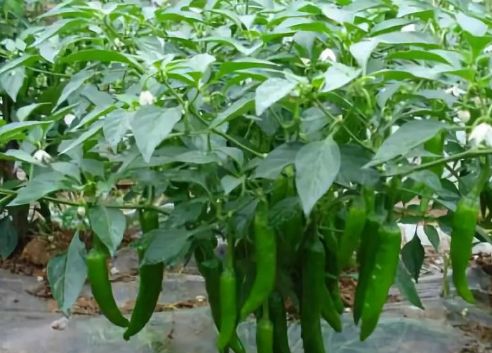 �����Nֲԓע��ʲô��������������a(ch��n)����