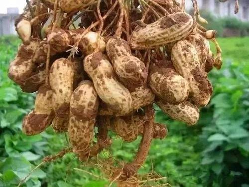 �����Nֲԓע��ʲô�������߻����a(ch��n)����