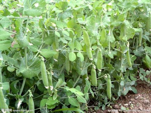 �㶹����ηNֲ�����㶹�Nֲԓע����Щ��(w��n)�}��