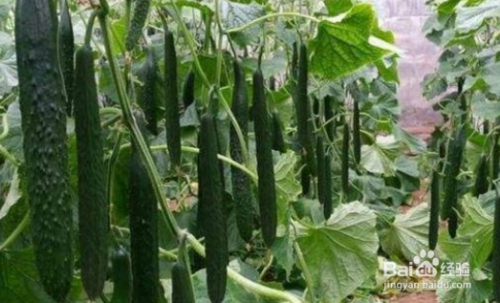 �S�����L����ʲô���ϱ��^������(y��ng)ԓ���ʩ�ʣ�