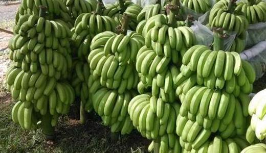 �Nֲ�㽶��ԓʲô�r��ʩ�ʣ���ôʩ�ʣ�