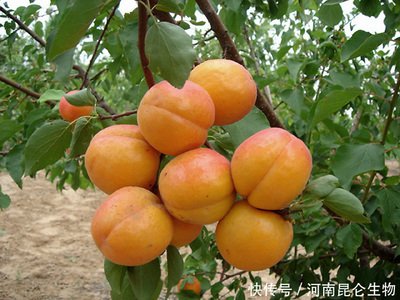 �Nֲ�Ә䑪(y��ng)ԓ���ʩ�ʣ��Ә�ʩ�ʼ��g(sh��)��