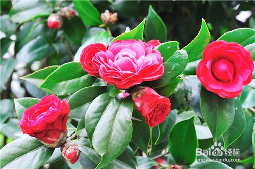 ɽ�軨����Щ��ֳ������ɽ�軨���༼�g��