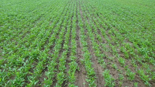 ���ķNֲ����Щ���gҪ�󣿰��ķNֲ���g��