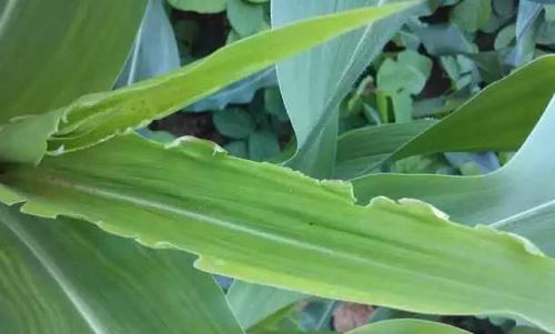 ����ȱ�}�İY����ʲô����ԓ��η��Σ�