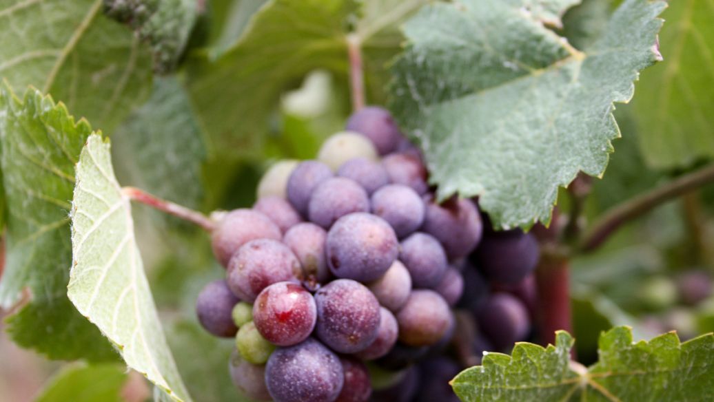 ���ѷNֲ����Щ��Ҫ���أ����Ѹ߮a(ch��n)�Nֲ���g(sh��)��