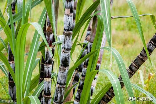 ����һֱ���Lԭ����ʲô������Щ���η�����