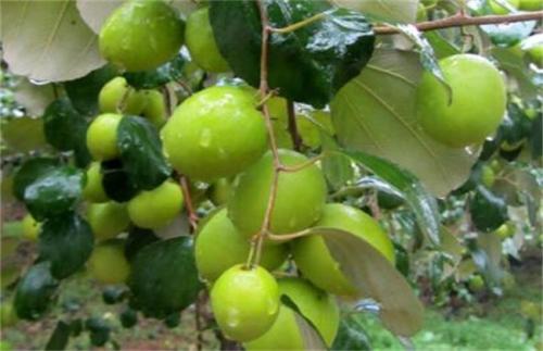 �����Nֲԓע����Щ���}��������������ɻ��ʣ�