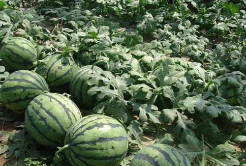 ���ϵ����Ҏ����ʲô������Щʩ��ԭ�t��