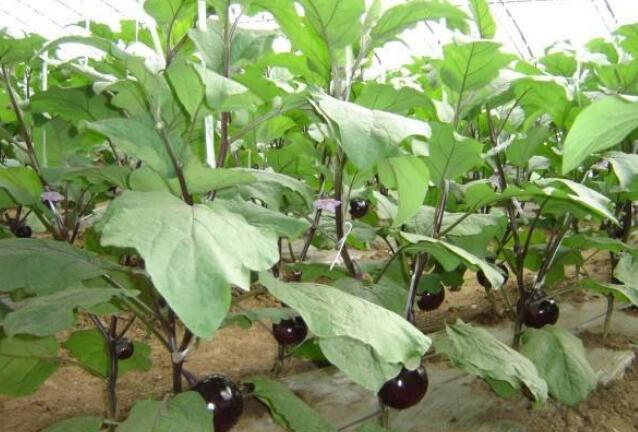 �����������������ߵģ����Ӹ߮a(ch��n)�Nֲ���g(sh��)��