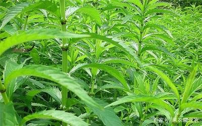 �؅��Nֲ�ķ�����ʲô���؅��Nֲԓע����Щ���}��