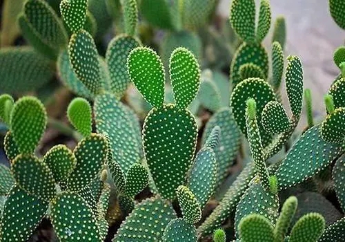 ��������ô�Nֲ�������ƷNֲע�����(xi��ng)��