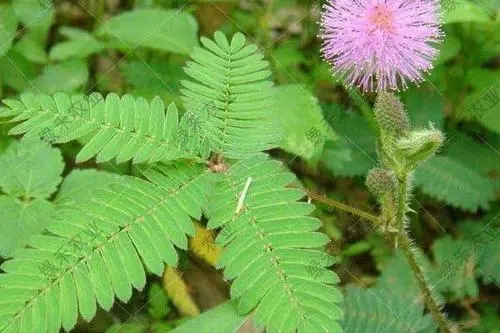 ���߲ݷN������ô�Nֲ��?���߲ݷNֲ���g(sh��)��