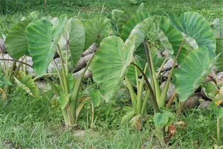 �Nֲ���^��ԓ���ʩ�ʣ���Ҫע��ʲô��