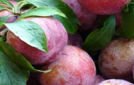 �Nֲ������Ҫע��ʲô����ԓ���ʩ��?