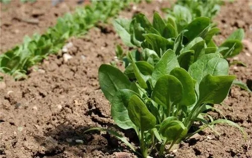 ���˷Nֲ�ĭh����������Щ�����˷Nֲ���g��