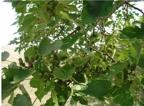 ɣ���������c��ʲô����ԓ���ʩ����