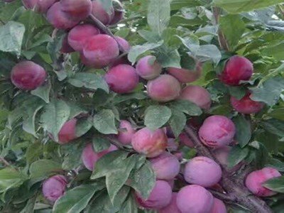 ����ʲô�r(sh��)��ʩ�ʣ����ӵ�ʩ�ʷ�����