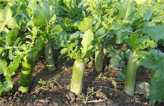 ���}����ηNֲ�����}���Nֲ��������Щ��